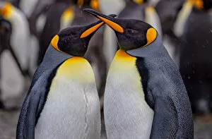 King Penguin Gallery: King Penguins in Snowy Day