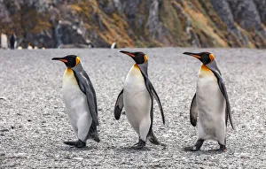 King Penguin Gallery: Three Kings
