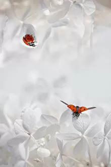 Ladybug Among Flowers