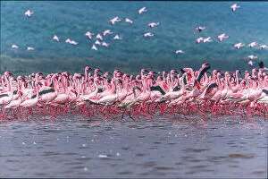 Lake Nakuru Collection: Lake Nakuru Flamingos