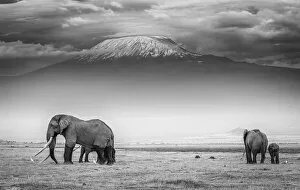 Kilimanjaro National Park Collection: The land of giants