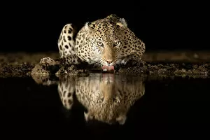 Feline Gallery: Leopard drinking
