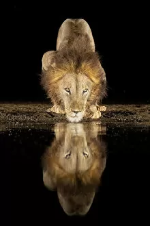 Feline Gallery: Lion drinking at night