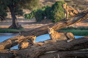 Gaze Gallery: Lions can t climb trees