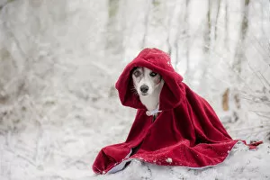 Images Dated 17th January 2016: Little Red Riding Hood in Winter