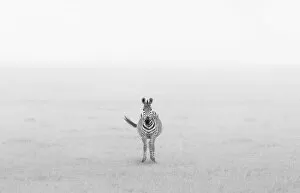 Images Dated 30th August 2019: Lonely Zebra