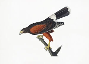 Boarder Collection: Louisiana Hawk From Birds of America (1827