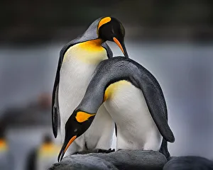 King Penguin Gallery: Love story of King Penguins