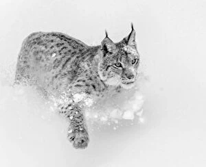 Lynx Gallery: Lynx in his Element