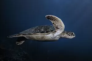 Marine life: Green Turtle
