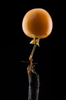 mighty Ant lift-up a tomato