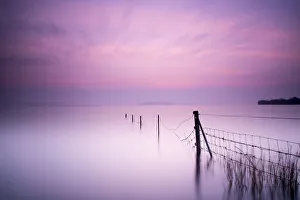 Images Dated 6th March 2016: Milky pink