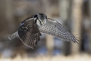 Images Dated 27th January 2019: Northern Hawk Owl Hunting