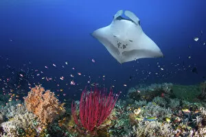 Misool Gallery: Ocean Manta Ray on the reef
