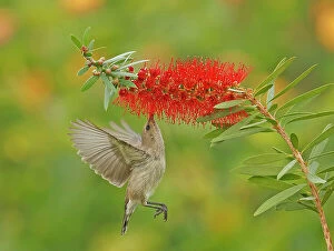 Images Dated 20th December 2015: Palestine Sunbird with Kalistemon