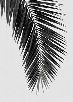 Black White Collection: Palm Leaf Black & White I