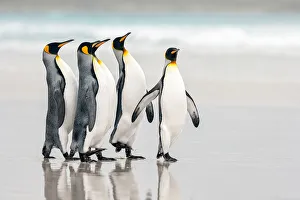 King Penguin Gallery: Parade