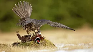 Peragrine falcon