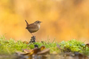 Wren Collection: On a pinecone