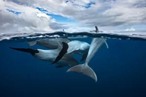 Photographie Gallery: Pod of dolphin at the surface