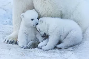 Images Dated 19th September 2019: Polar bear cub