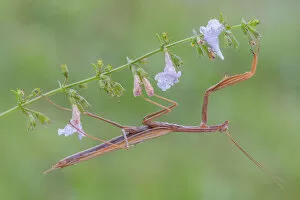 Images Dated 28th February 2016: Praying mantis