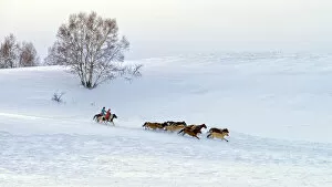 Images Dated 26th December 2015: Racing on snow