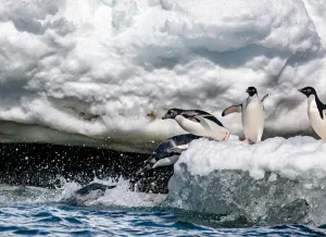 Adelie Penguin Gallery: 'Ready, Jump'