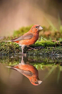 Belly Collection: The Red Crossbill, Loxia curvirostra