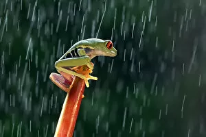 Tree Frogs Gallery: Red eye tree frog in the rain