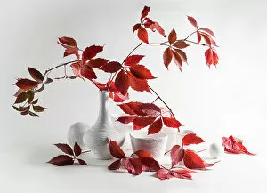'Red and White'