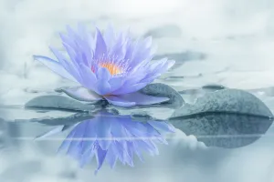 Images Dated 3rd October 2019: Reflection