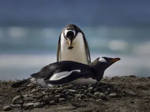Gentoo Gallery: Responsible