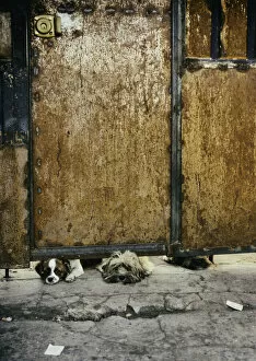 Buenos Aires Gallery: Three sad dogs