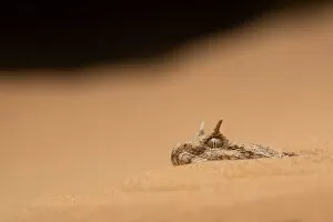 Horned Viper Gallery: Sahara Horned Viper