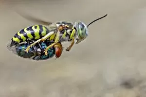 Wasp Gallery: Sand wasps with prey