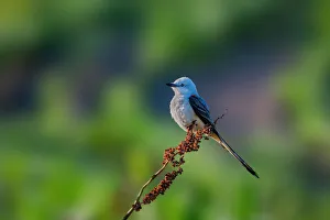 Flycatcher Gallery: SCISSOR TAILED FLYCATCHER