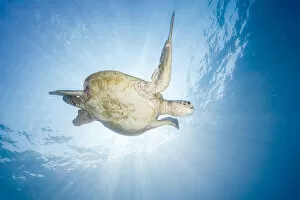 Photographie Gallery: Sea Turtle - Green turtle