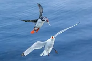 Seagull vs Puffin