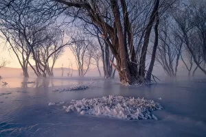 Images Dated 17th January 2019: Secret Forest in Ice and Snow