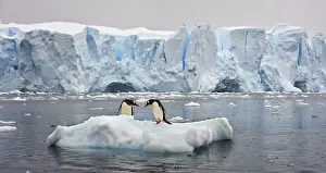 Gentoo Gallery: Have you seen here big fish?