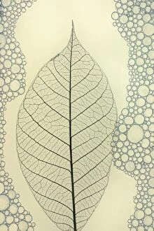 Abstract Collection: leaf
