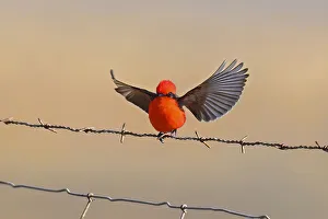 Flycatcher Gallery: In Shinning Red Clothes