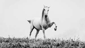 Equine Collection: a short story about white beauty