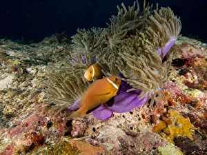 Images Dated 7th December 2019: Skunk Anemonefish