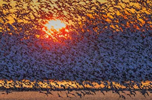Snow Goose Gallery: Snow Geese Flying in Sunrise
