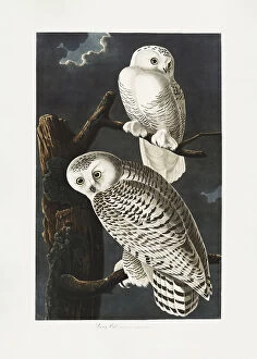 Boarder Collection: Snowy Owl From Birds of America (1827)