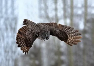 Boreal Forest Gallery: Soaring