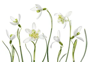 Images Dated 2nd March 2016: Spring Snowdrops