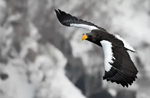 Images Dated 6th March 2016: Stellars Sea-Eagle